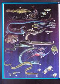 Luonto lähikuvassa 8: Valtameren elämää, 1976. Kirja kertoo merten valtakunnasta; merenpohjan muodot, ravintoketju, plankton, mustekalat, hait, valaat