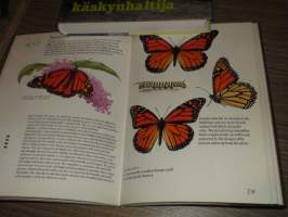 How to identify butterflies - tunnista perhosia