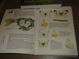 How to identify butterflies - tunnista perhosia