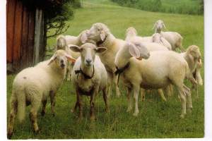 Postikortti: lampaat kesälaitumella. Nyrkkipostina