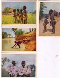 Postikortteja  Afrika  tai  lähetystyö  kortteja  keräävälle. Erittäin  kauniita  ja  asiallisia kortteja 4kpl. Suomem lähetysseuran  julkaisemana