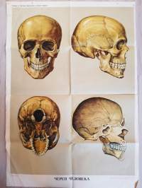 Ihmisen pääkallon anatomia -opintomateriaali juliste.
