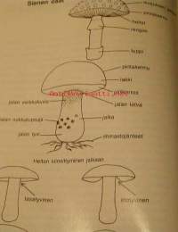 Käytännön sieniopas