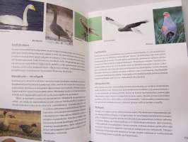 Viljelmien siipiveikot- neuvoja lintujen tunnistamiseksi ja auttamiseksi