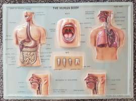 THE HUMAN BODY. Ihmisen ruoansulatuskanva, suu, hegityselimet, hampaat ja nielemismekanismi. Taulu 3.