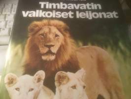 Timbavatin valkoiset leijonat