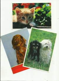 Kissa ja koirat  3 kpl erä eläinpostikortti postikortti