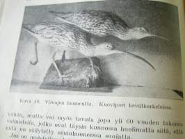 eläinten   täyttäminen .askarteluna ja taiteena.45 kuvaavakitan tarjous helposti paketti 19x36 x60 cm paino 35kg 5e