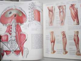 Kehon rakenne, toiminta ja lihashuolto