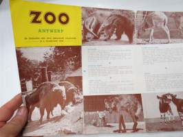Zoo Antwerp -brochure in english, englanninkielinen eläintarha-esite