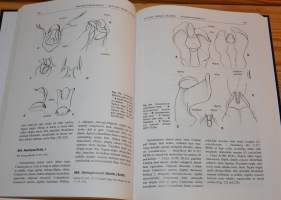 Gynostemia Orchidalium IV