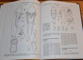 Gynostemia Orchidalium IV