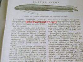 Valo  6--1926