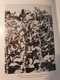 Salon Sokeritehdas Oy 1918-1968