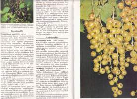 Hedelmät ja marjat - viljelyä ja ruokaohjeita, 1989. Hedelmien ja marjojen viljelyn periaatteet, kasvupaikan valinta, sadonkorjuu, pensaiden ja puiden leikkaaminen