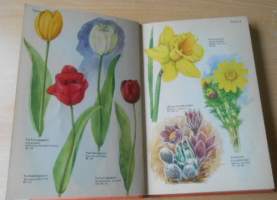 Koristekukkien kauneimmat - Perennat värikuvina