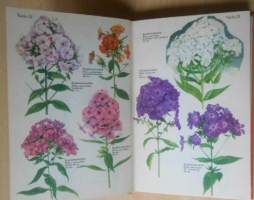 Koristekukkien kauneimmat - Perennat värikuvina