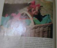 Iloinen pentu