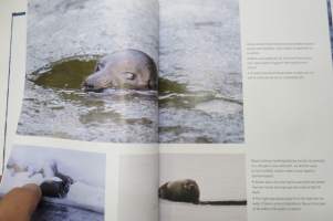 Saimaannorppa &amp; ystävät, upeita kuvia ja aitoja kertomuksia - Saimaa ringed seals &amp; us, pictures and stories