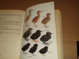 Field guide to nests, eggs and nestlings of north american birds linnunpoikaset linnunpesät ja munat