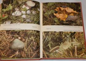Sienimetsässä - Kerääjän ja käyttäjän sieniopas