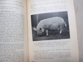 Handbok i svinskötsel
