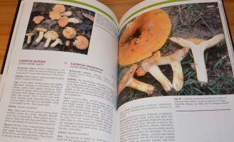 Tanzanian mushrooms  edible, harmful and other fungi