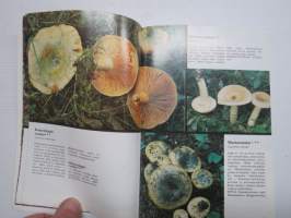 Ruokasieniopas