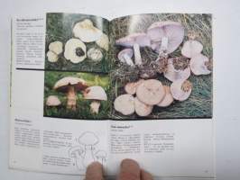 Ruokasieniopas