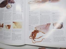 Japanese food and cooking