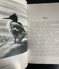 Alli - Jäänreunan lintu