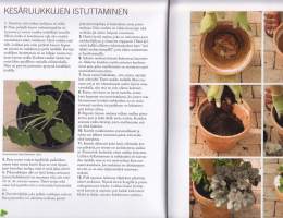 Istuta ruukkuun ympäri vuoden, 2008. Ruukuissa voi viljellä oikeastaan mitä tahansa, kunhan niihin laittaa riittävästi multaa vankkoja juuria varten.(piha, puutarha)