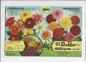 Bakker Oy Hollanti  kukka tuotekuvasto 1960