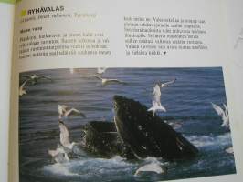 eläimiä lähikuvassa