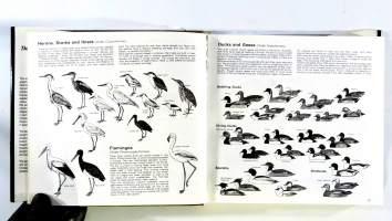 The Breeding Birds of Europe – Divers to Auks