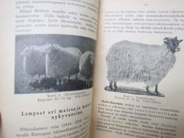 Nykyaikainen lammastalous -modern sheepfarming