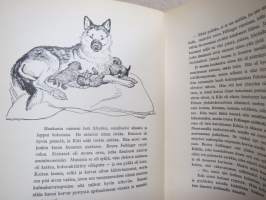 Timba (susikoira)