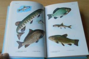 Pohjolan kalat värikuvina