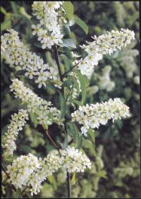 WWF - Postikortti Tuomi Prunus padus Bird cherry Hägg