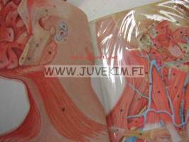 The face and neck in anatomical trasparencies