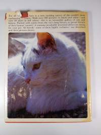 The Beauty of Cats