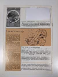 Tee 1/1982 : terveiden elämäntapojen edistämistoiminnan yhteislehti