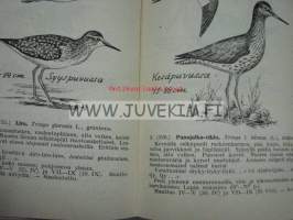 Käytännön lintuopas