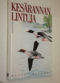 Kesärannan lintuja