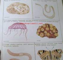 Evoluutio   Moduli karttuvaa tietoa