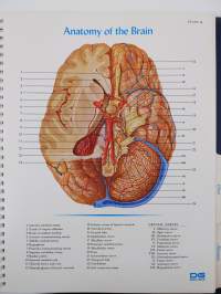 Atlas of Normal Anatomy