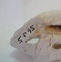Varsa - veistos  massaa sign S P 95   20x9x11 cm paino n 1 kg