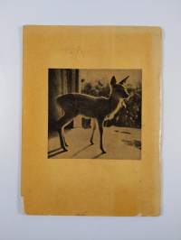 Bambi joka asettui taloksi