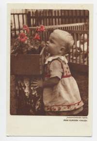 Joulumerkkikodin lapsia / Pieni kukkien vaalija,  postikortti ,  kulkematon - myydään lapsuusajan tuberkuloosin vastustamistyön hyväksi