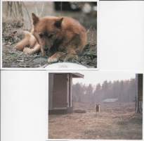 Suomen pystykorva postikortti kulkematon  2 eril erä / Suomenpystykorva on punaruskea pystykorviin kuuluva metsästyskoirarotu. Se on Suomen kansalliskoira.